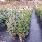 Smrek pichľavý (Picea pungens) – výška 100-130 cm, kont. C15L